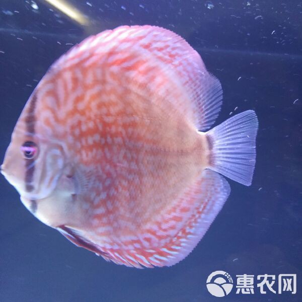 七彩神仙魚市場價格：*