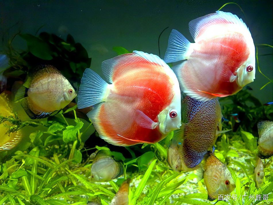 七彩神仙魚市場價格：*