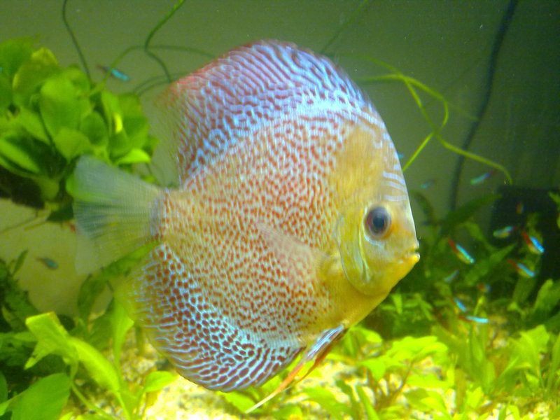 七彩神仙魚市場價格：*