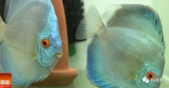 七彩神仙魚市場價格：*