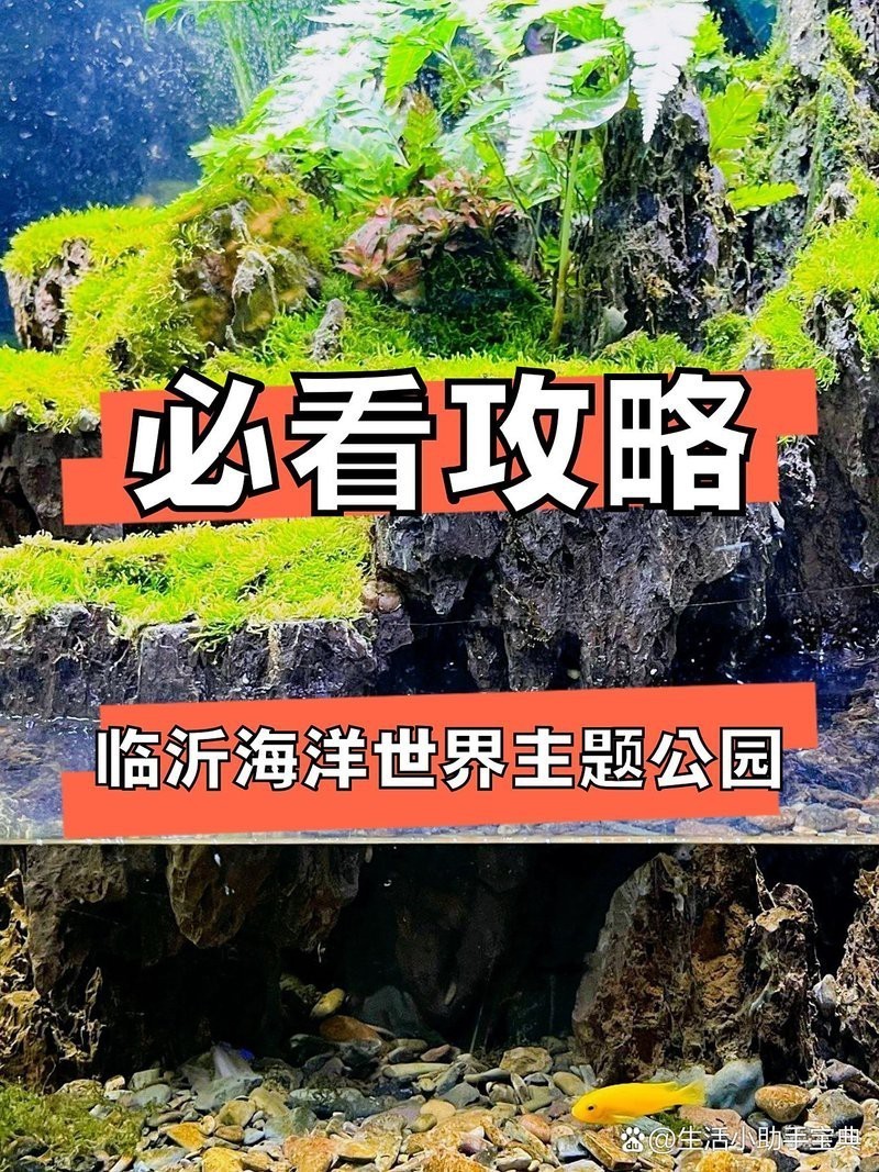 臨沂水族店：臨沂水族店哪家口碑最好