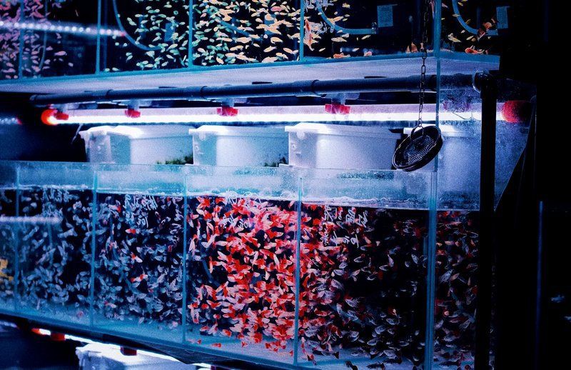 武威水族批發市場：武威市水族批發市場