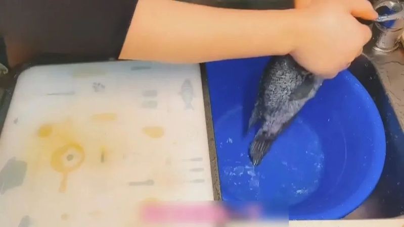 海水魚細菌感染的死亡率有多高?:海水魚因細菌感染導致的死亡率受多重因素影響具有差異性 龍魚百科 第5張 海水魚細菌感染的死亡率有多高?:海水魚因細菌感染導致的死亡率受多重因素影響具有差異性 海水魚細菌感染的死亡率有多高?:海水魚因細菌感染導致的死亡率受多重因素影響具有差異性 龍魚百科 第5張