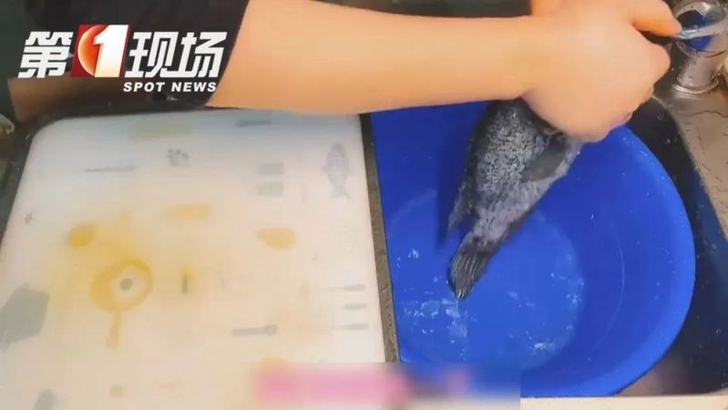 海水魚細菌感染的死亡率有多高?:海水魚因細菌感染導致的死亡率受多重因素影響具有差異性 龍魚百科 第3張 海水魚細菌感染的死亡率有多高?:海水魚因細菌感染導致的死亡率受多重因素影響具有差異性 海水魚細菌感染的死亡率有多高?:海水魚因細菌感染導致的死亡率受多重因素影響具有差異性 龍魚百科 第3張