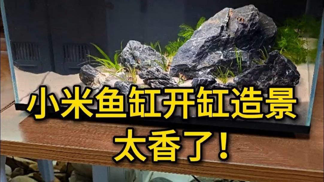 家庭水族箱布置技巧：家庭水族箱如何布置？