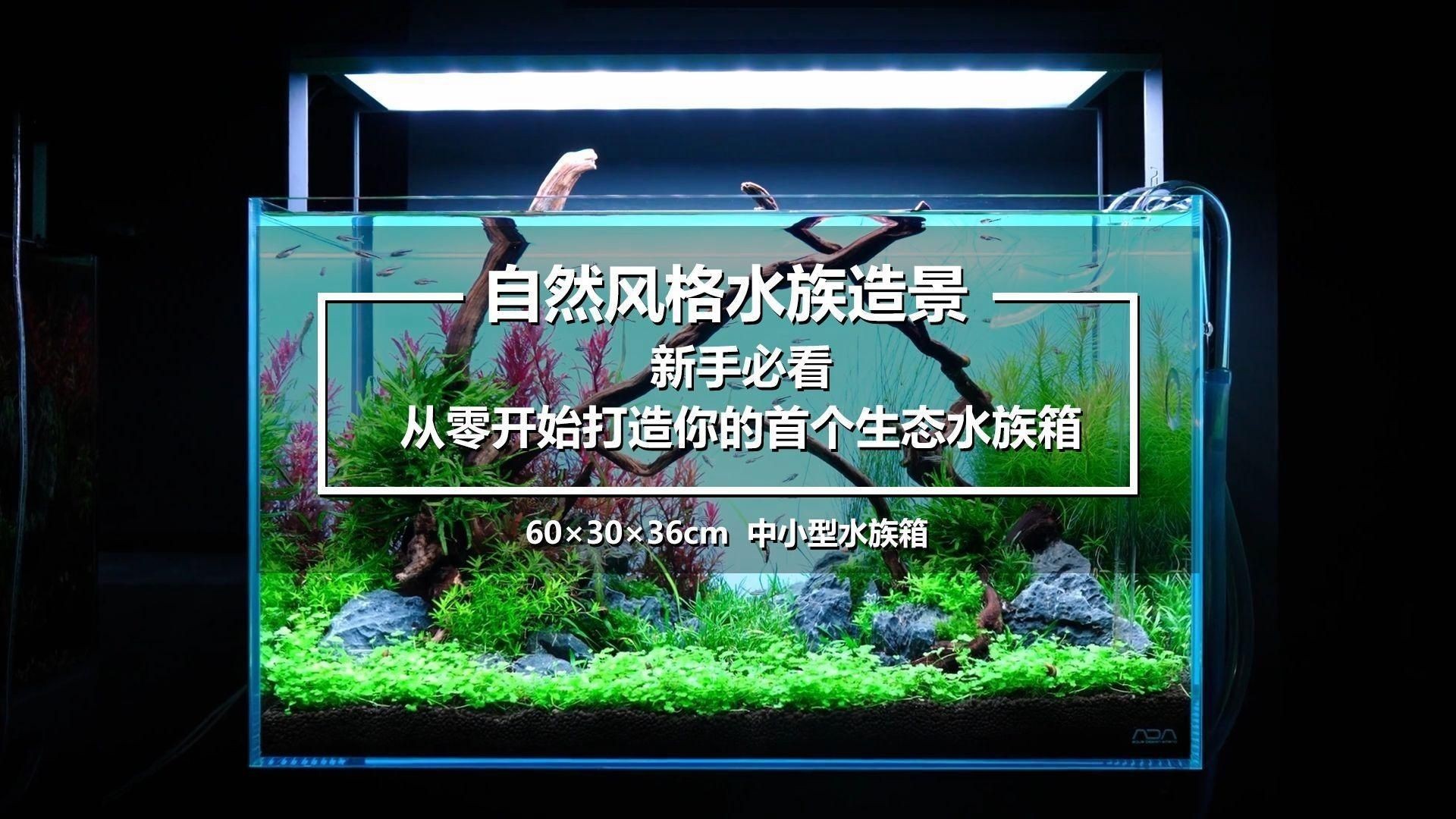 家庭水族箱布置技巧：家庭水族箱如何布置？