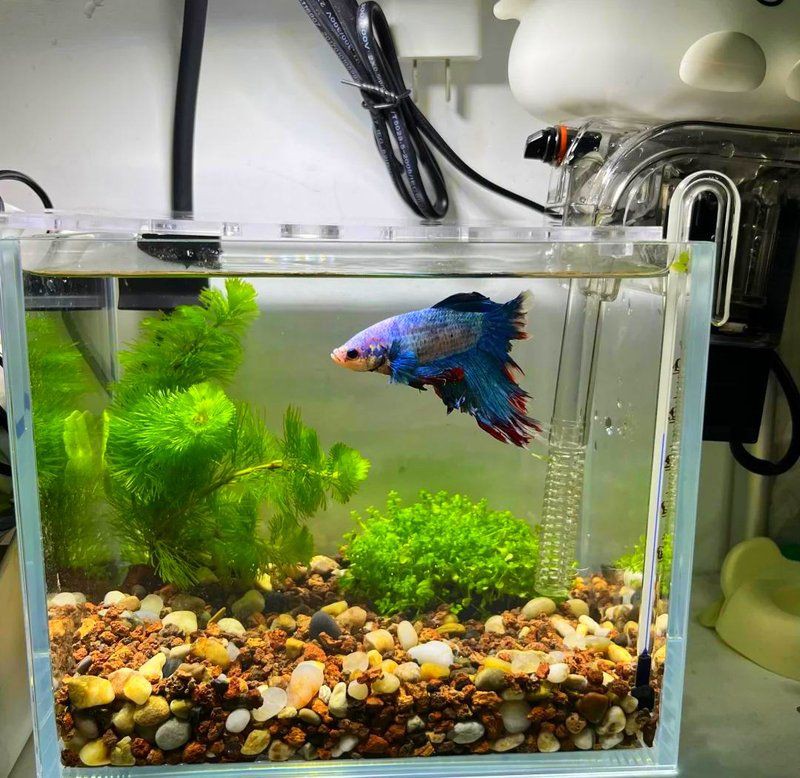 德州魚缸店：德州市林淼魚缸店