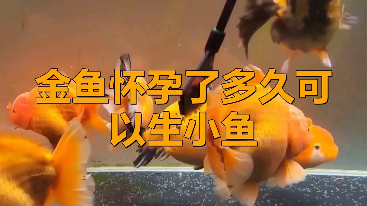 小金魚懷孕后多久會(huì)產(chǎn)卵？：小金魚懷孕多久生小金魚
