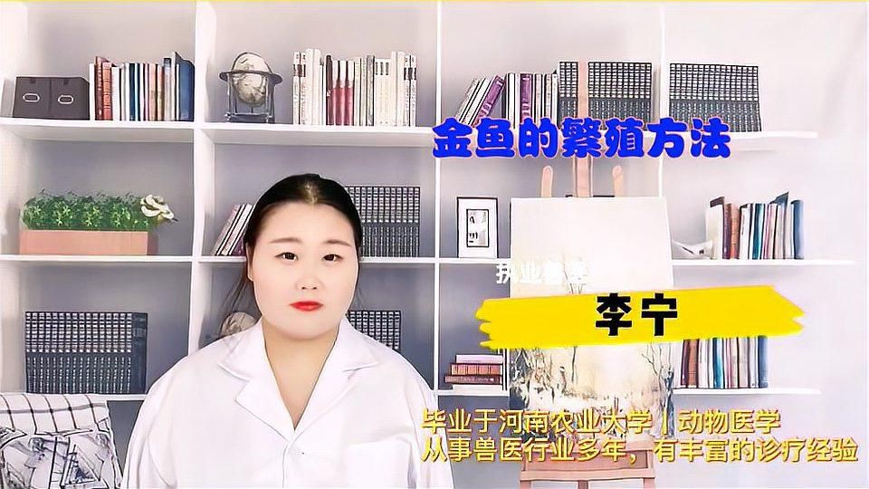 小金魚懷孕后多久會(huì)產(chǎn)卵？：小金魚懷孕多久生小金魚