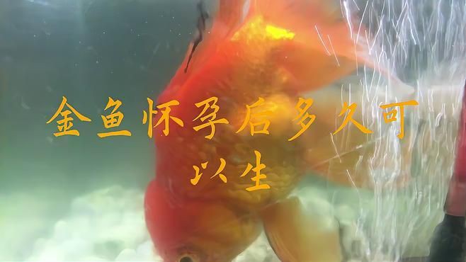 小金魚懷孕后多久會(huì)產(chǎn)卵？：小金魚懷孕多久生小金魚