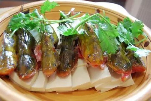 鳳臺(tái)龍魚(yú)店：鳳臺(tái)縣有龍魚(yú)店嗎