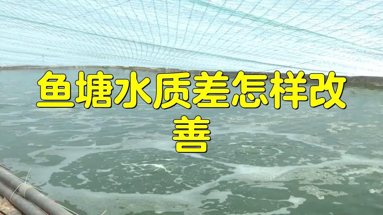 水質惡化性爛鰓如何快速處理？：水質惡化導致的魚類爛鰓病需綜合水質調節與針對性治療