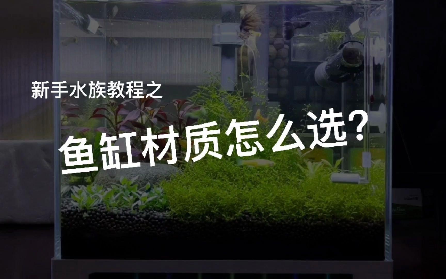 熱彎魚缸和超白玻璃哪個好：如何選擇魚缸材質超白缸和熱彎缸