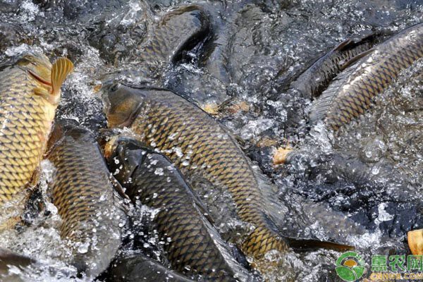 三角鯉魚一斤多少錢：鯉魚價格變遷背后的生態(tài)啟示