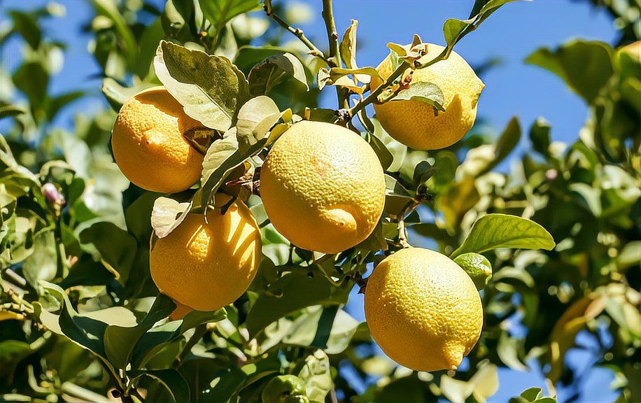 開水果店新手入門教程：搜狐財經新手如何開一家水果店全流程攻略