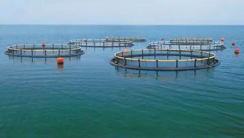 中國最大龍魚養殖場：中國大型龍魚養殖場綜合信息