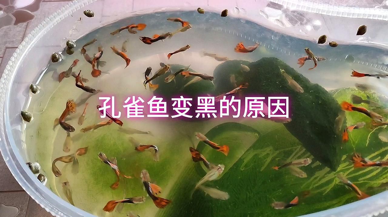 孔雀魚(yú)變黑了能活多久：孔雀魚(yú)突然變黑了能活多久