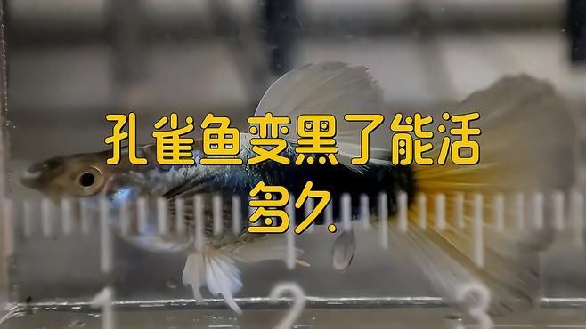 孔雀魚(yú)變黑了能活多久：孔雀魚(yú)突然變黑了能活多久