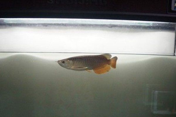 B過背金龍魚有哪些品種？：b過背金龍魚的詳細解析