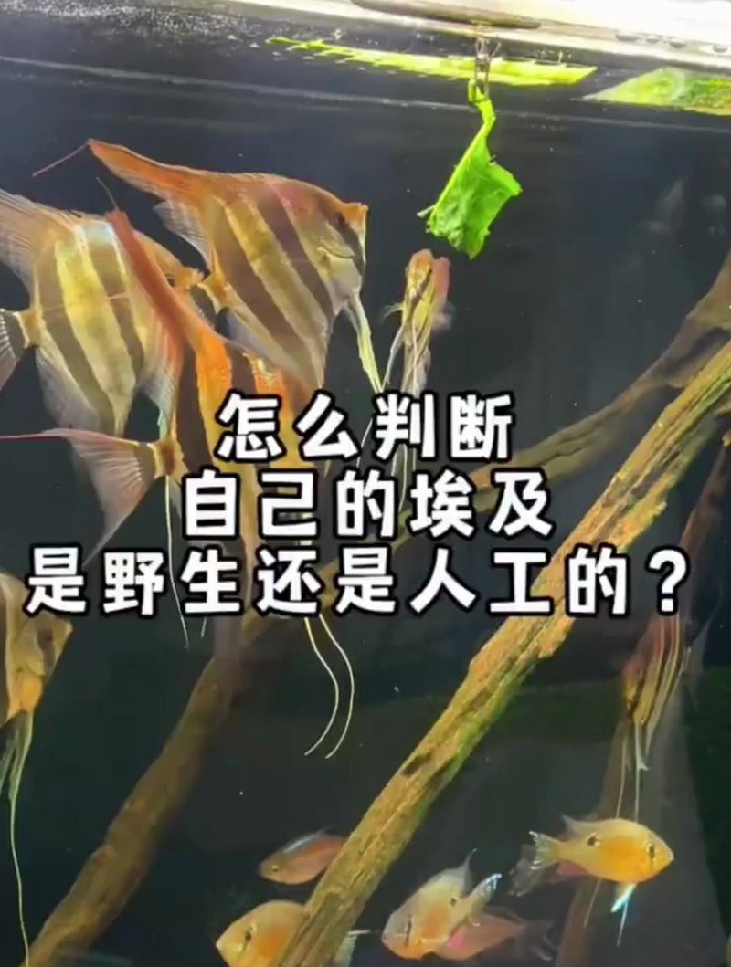 人工埃及和天然埃及哪個(gè)更值得買：人工修復(fù)的埃及與天然文物