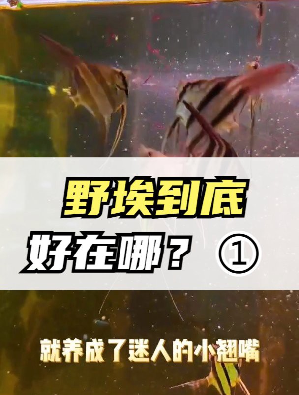 人工埃及和天然埃及哪個(gè)更值得買：人工修復(fù)的埃及與天然文物