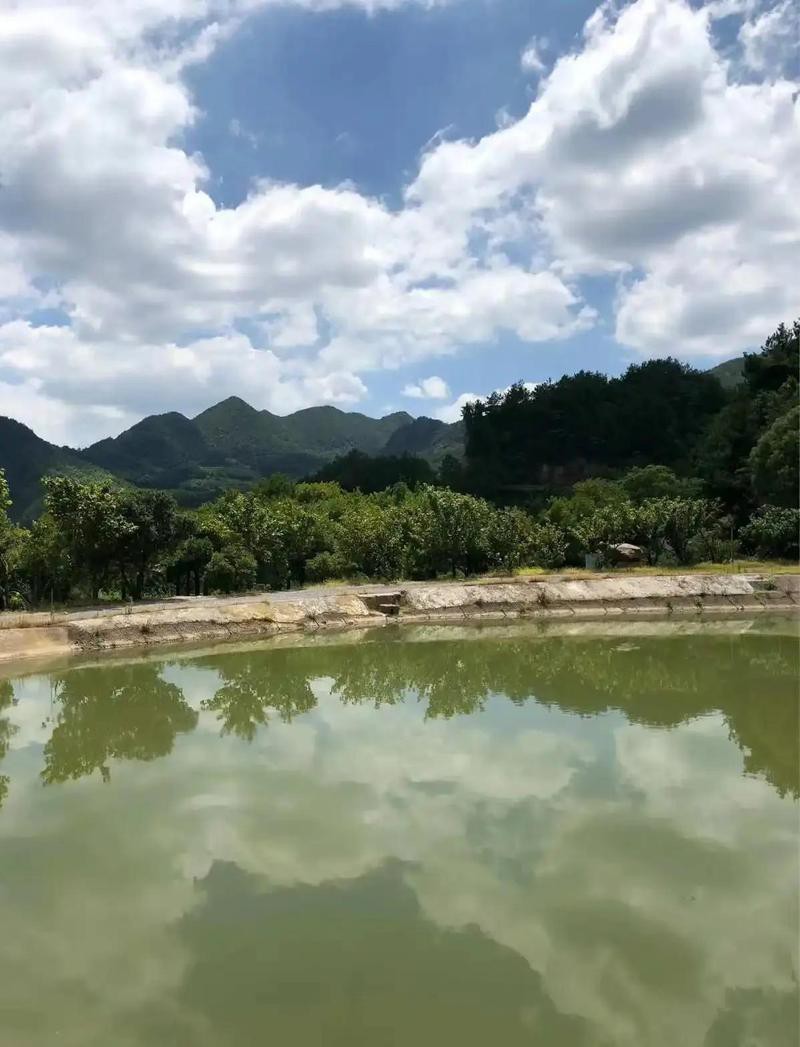 義烏水族店：義烏水族市場在哪里義烏水族市場在哪里推薦幾家水族店