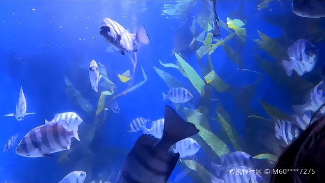 義烏水族店：義烏水族市場在哪里義烏水族市場在哪里推薦幾家水族店