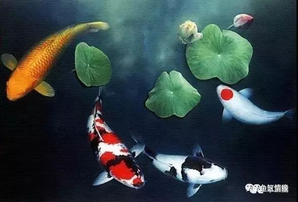 世界十大名貴錦鯉品種：十大名貴錦鯉品種排行榜 世界十大名貴錦鯉品種：十大名貴錦鯉品種排行榜\