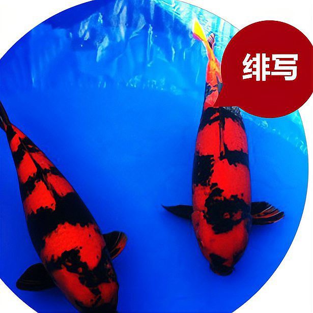 世界十大名貴錦鯉品種：十大名貴錦鯉品種排行榜 世界十大名貴錦鯉品種：十大名貴錦鯉品種排行榜\