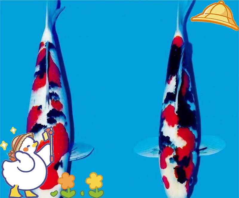 三色魚有什么品種：三色魚世界——探秘主要品種及其特征