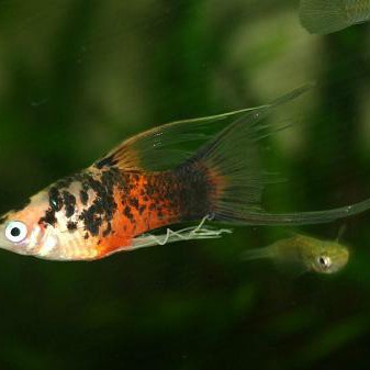 三色魚有什么品種：三色魚世界——探秘主要品種及其特征