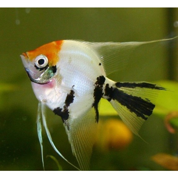 三色魚有什么品種：三色魚世界——探秘主要品種及其特征