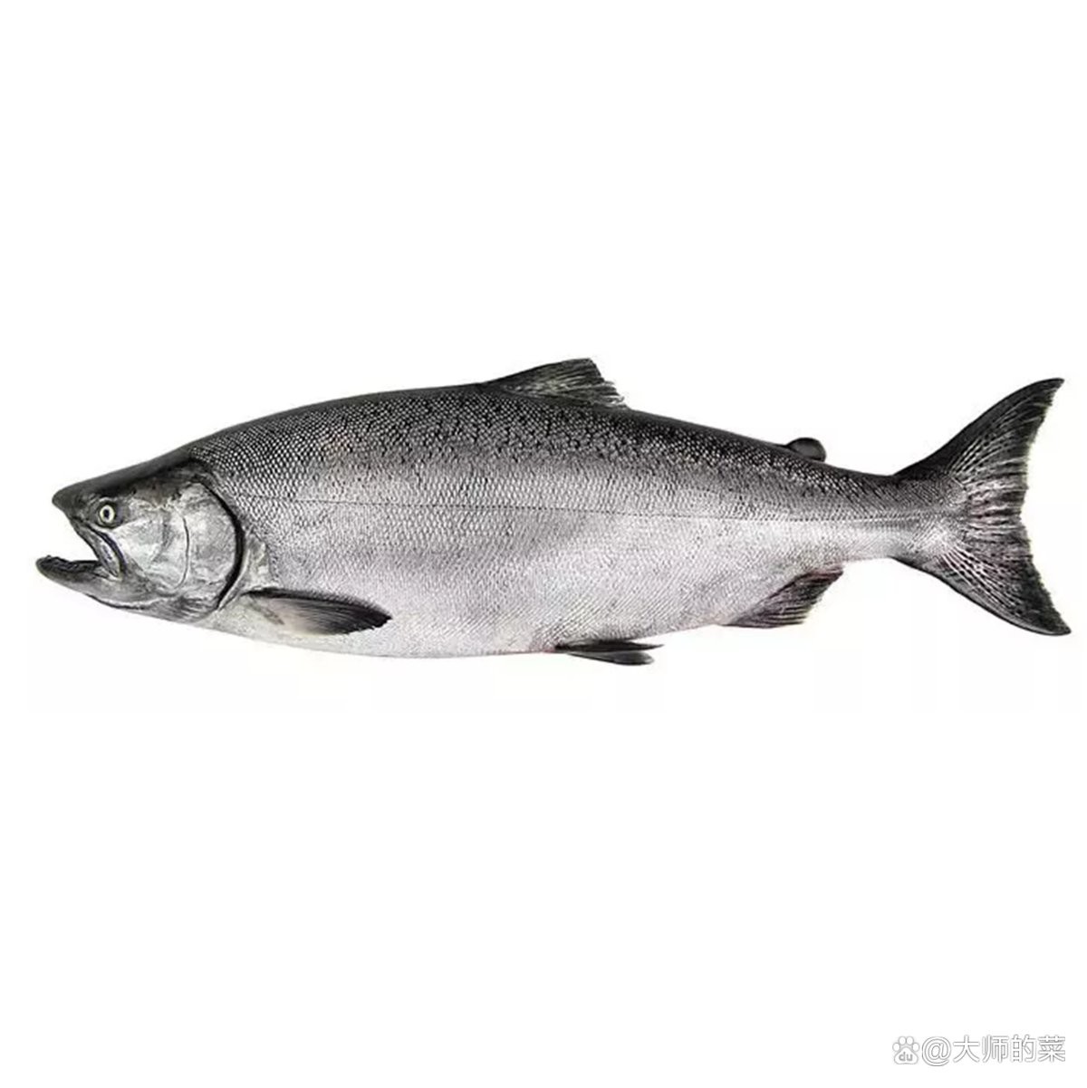 三色魚有什么品種：三色魚世界——探秘主要品種及其特征
