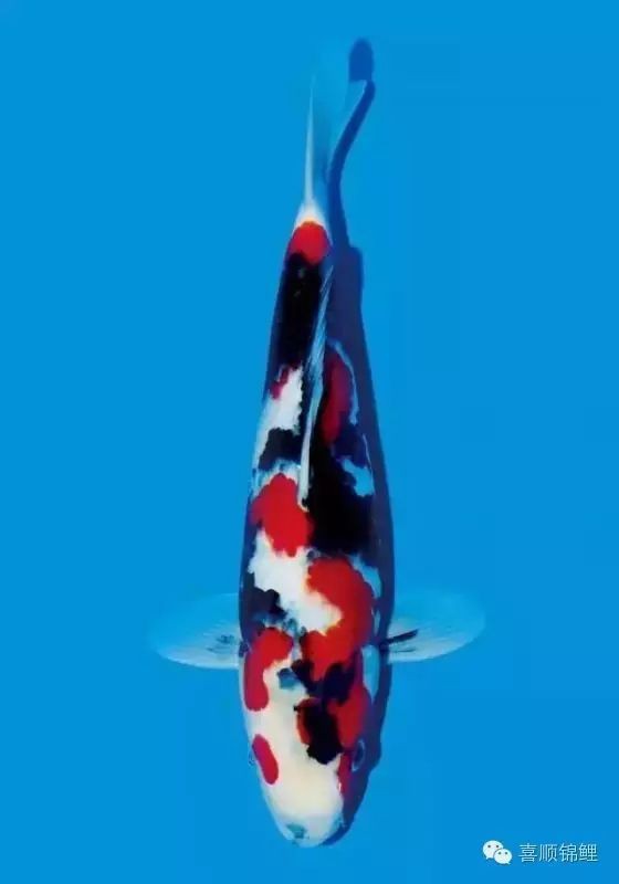 三色魚有什么品種：三色魚世界——探秘主要品種及其特征
