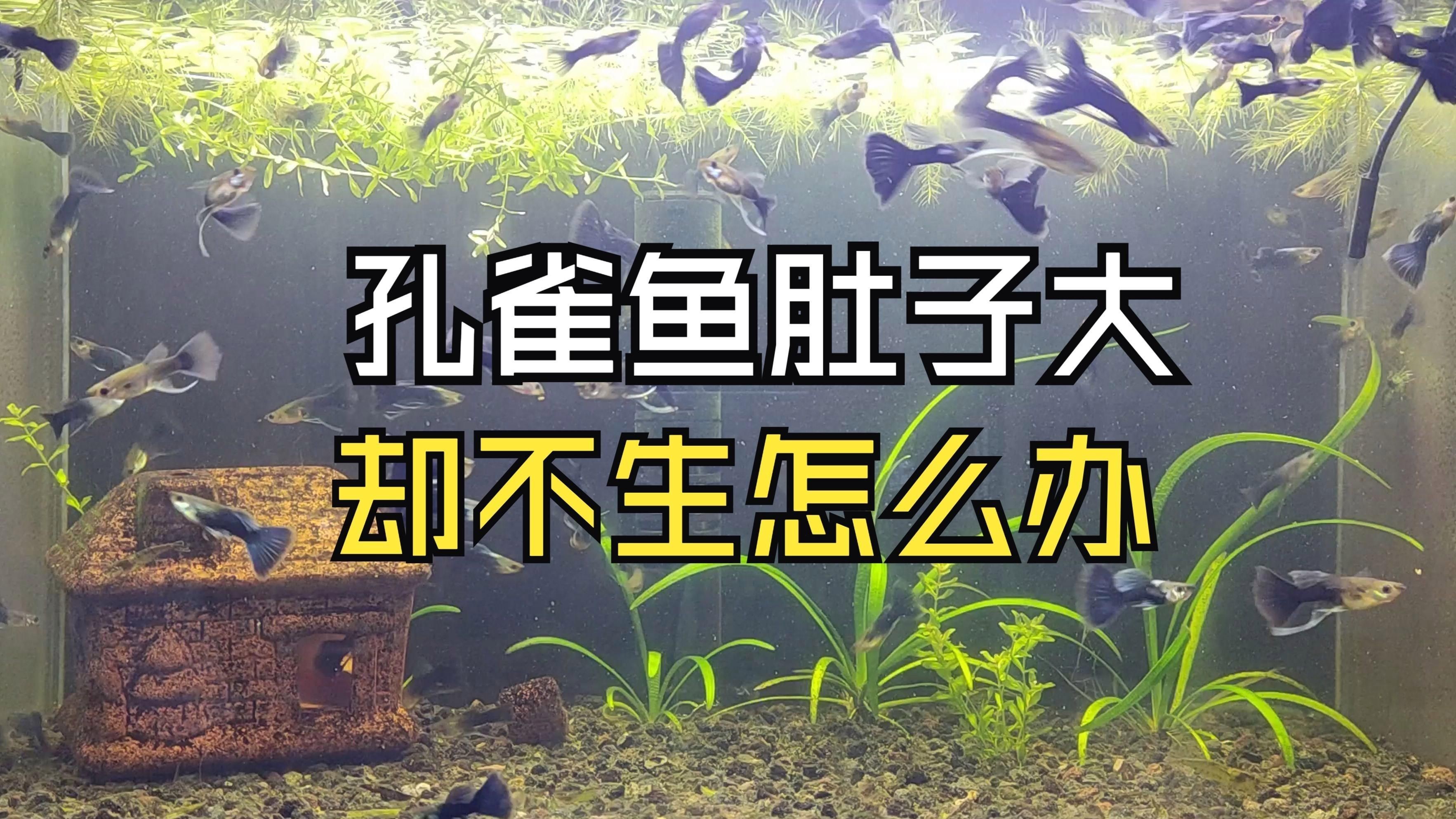 孔雀魚肚子很大為什么就是不生：孔雀魚出現(xiàn)腹部膨大但遲遲不生產(chǎn)的情況可能由以下原因及解決方案