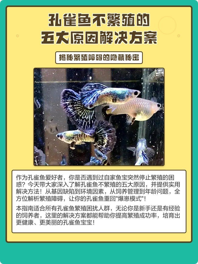 孔雀魚肚子很大為什么就是不生：孔雀魚出現(xiàn)腹部膨大但遲遲不生產(chǎn)的情況可能由以下原因及解決方案
