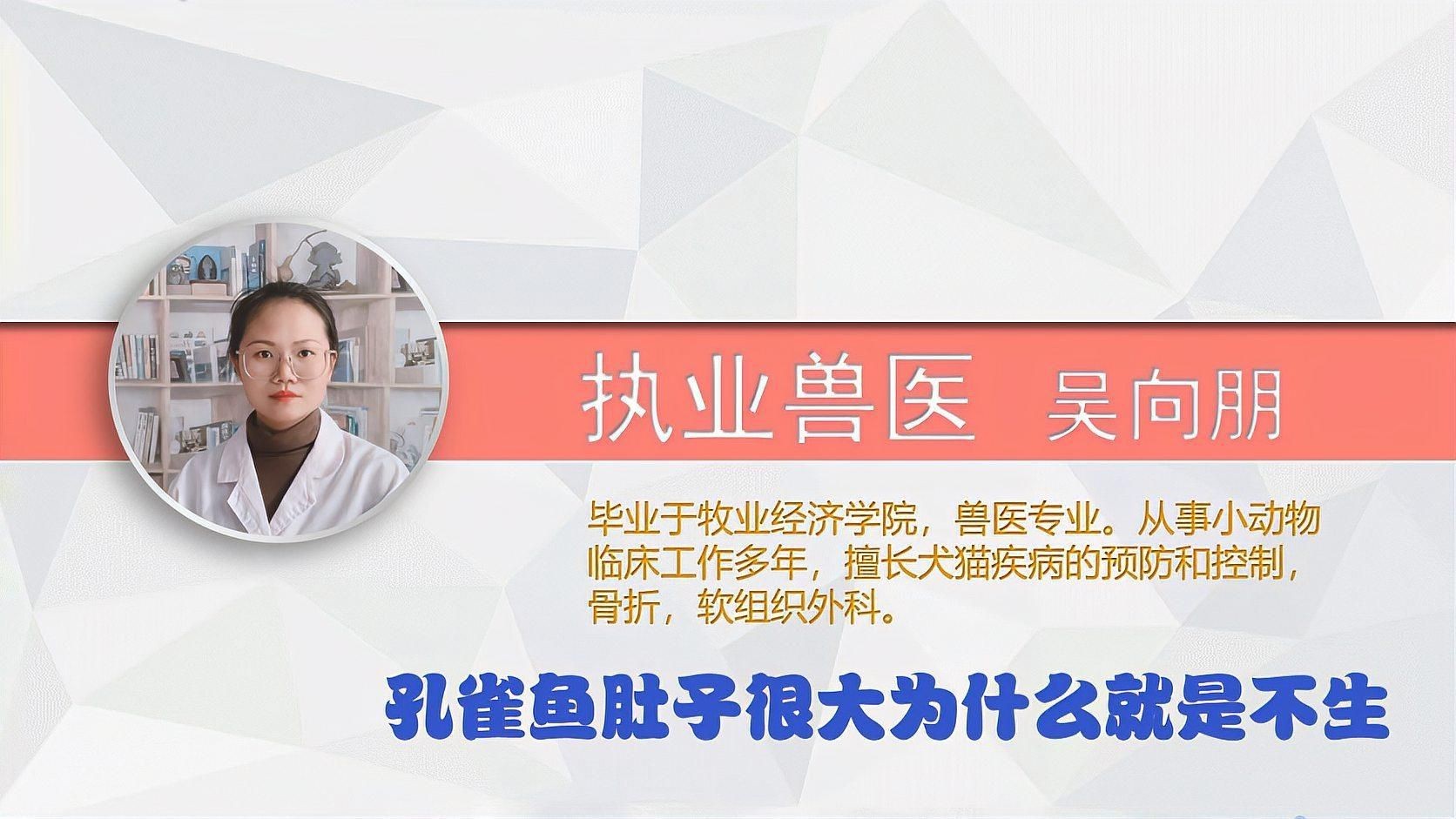 孔雀魚肚子很大為什么就是不生：孔雀魚出現(xiàn)腹部膨大但遲遲不生產(chǎn)的情況可能由以下原因及解決方案