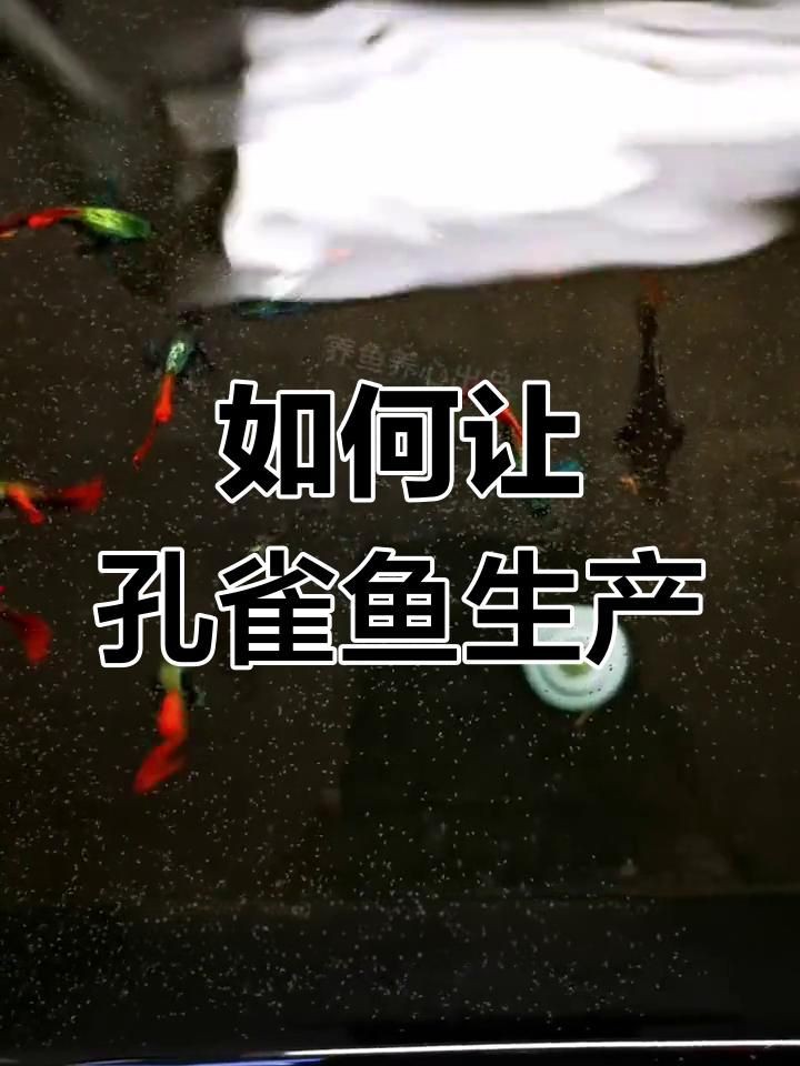 孔雀魚肚子很大為什么就是不生：孔雀魚出現(xiàn)腹部膨大但遲遲不生產(chǎn)的情況可能由以下原因及解決方案