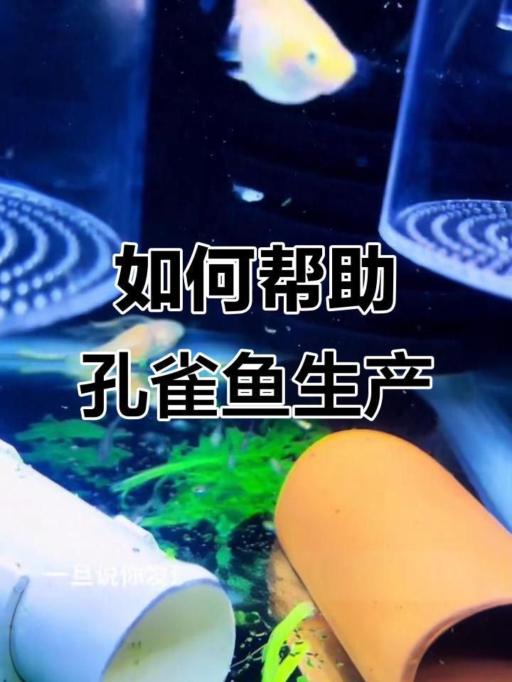 孔雀魚肚子很大為什么就是不生：孔雀魚出現(xiàn)腹部膨大但遲遲不生產(chǎn)的情況可能由以下原因及解決方案