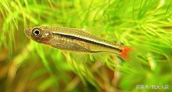 紅尾巴的小型觀賞魚:紅尾巴小型觀賞魚的飼養心得 龍魚論壇 第7張 紅尾巴的小型觀賞魚:紅尾巴小型觀賞魚的飼養心得 紅尾巴的小型觀賞魚:紅尾巴小型觀賞魚的飼養心得 龍魚論壇 第7張
