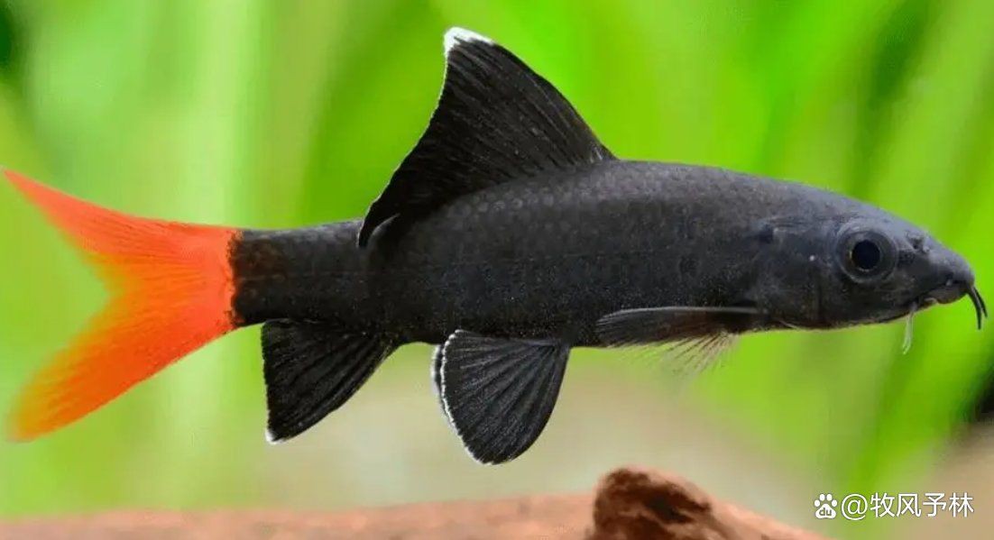 紅尾巴的小型觀賞魚:紅尾巴小型觀賞魚的飼養心得 龍魚論壇 第1張 紅尾巴的小型觀賞魚:紅尾巴小型觀賞魚的飼養心得 紅尾巴的小型觀賞魚:紅尾巴小型觀賞魚的飼養心得 龍魚論壇 第1張