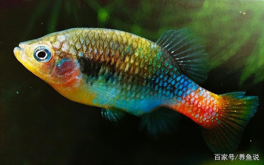 紅尾巴的小型觀賞魚:紅尾巴小型觀賞魚的飼養心得 龍魚論壇 第5張 紅尾巴的小型觀賞魚:紅尾巴小型觀賞魚的飼養心得 紅尾巴的小型觀賞魚:紅尾巴小型觀賞魚的飼養心得 龍魚論壇 第5張