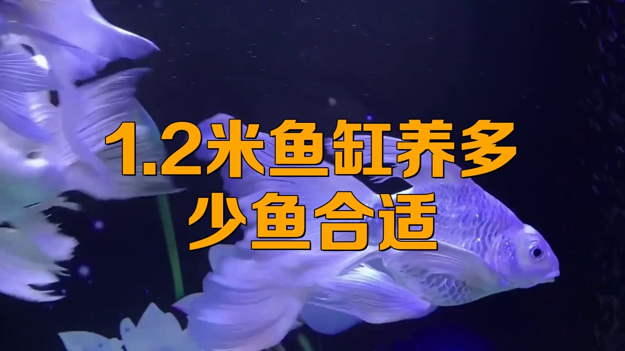 1.2米的缸養(yǎng)什么魚好：1.2米魚缸養(yǎng)多少魚合適