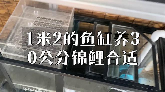 1.2米的缸養(yǎng)什么魚好：1.2米魚缸養(yǎng)多少魚合適