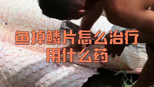 有哪些藥物可以幫助龍魚(yú)鱗片恢復(fù)？：蓉城楓語(yǔ)·啟明化學(xué)課龍魚(yú)鱗片清洗技巧
