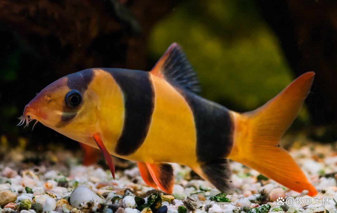 三間魚品種對照表：南美三間魚的特征及種類
