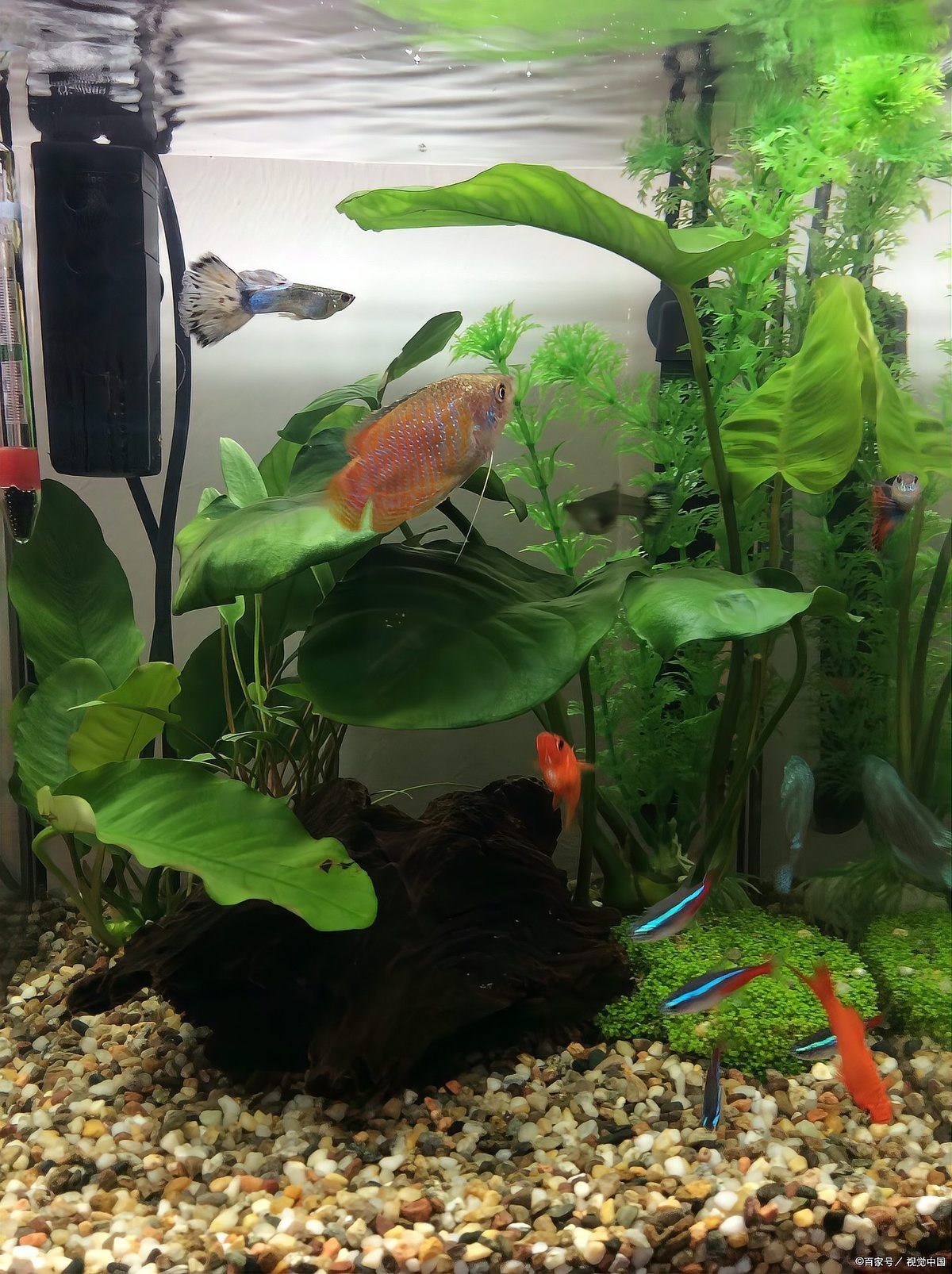 世界十大頂級水族品牌：diy玩家自由搭配過濾