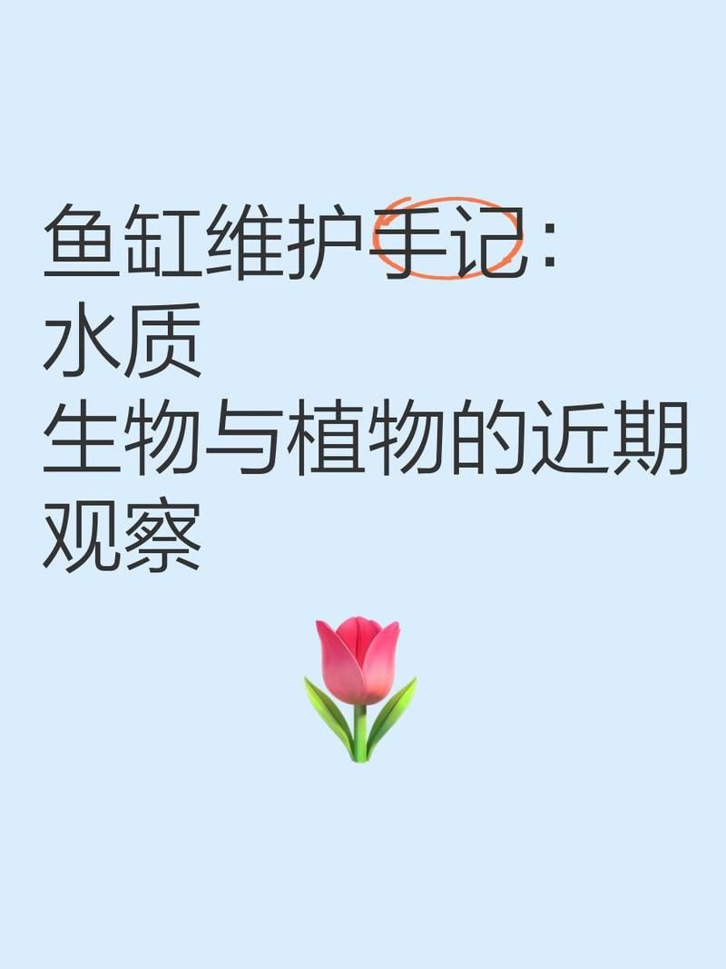 福州魚缸維護(hù)：福州魚缸養(yǎng)護(hù)技巧