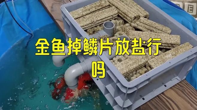 有哪些方法可以預防金魚掉鱗？：家養金魚掉鱗是怎么回事