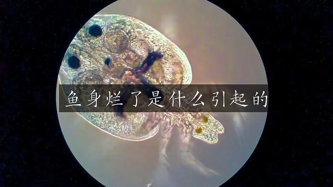 如何預防魚破皮？：榮耀小記觀賞魚身上有潰爛現象怎么回事寵物營養師